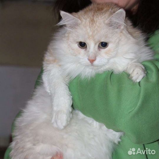 Кошка в дар