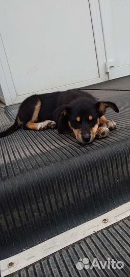 Собака щенок в добрые руки