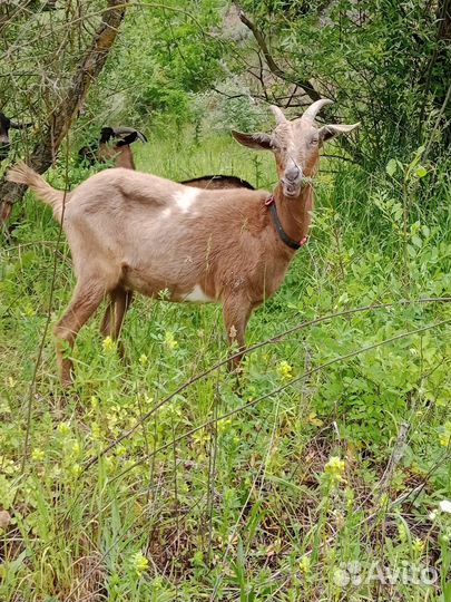 Козы дойные