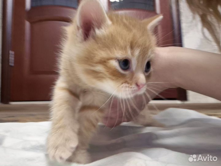 Котята в добрые руки 1 месяц
