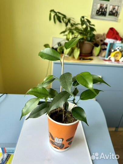 Фикус Эластика, бенджамина