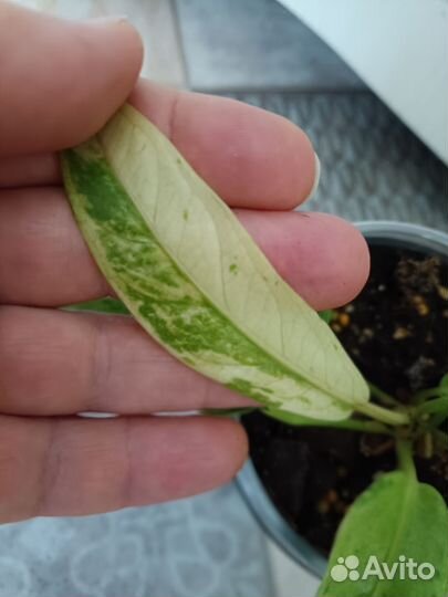 Антуриум вариегатный