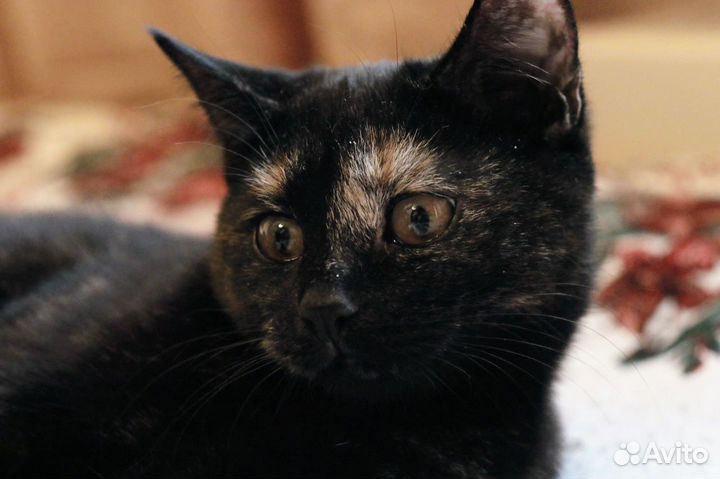 Кошка Шотландская со стоячими ушами