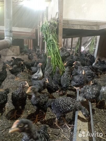 Петушки Доминант