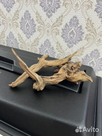 Коряга мангровая
