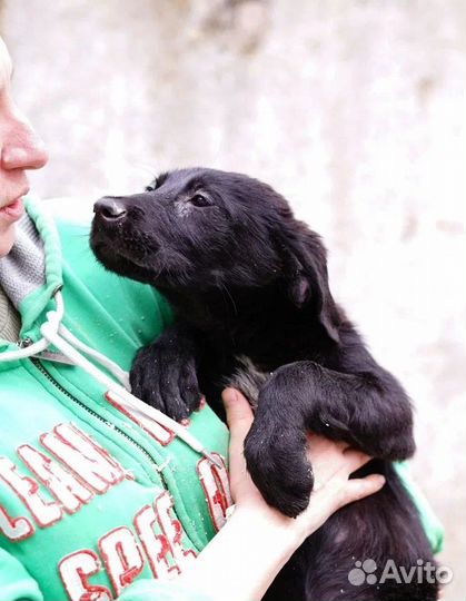 Щенок Блэкки