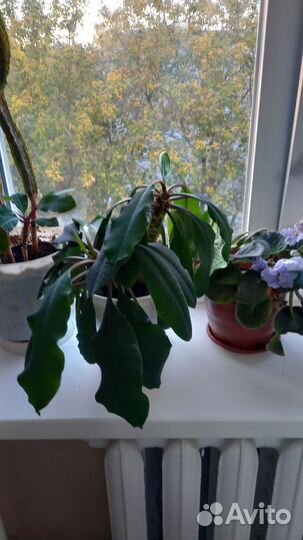 Дендробиум