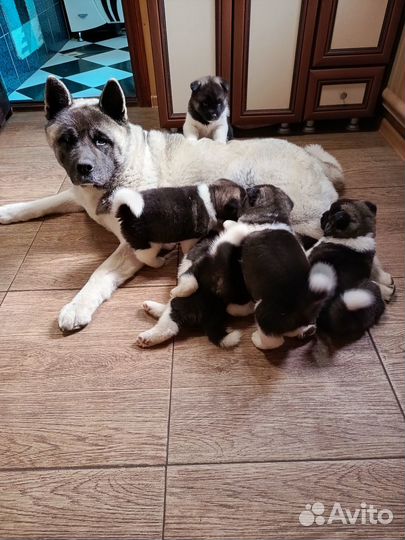 Продам щенков