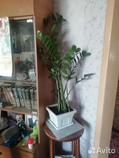 Замиокулькас/Долларовое дерево