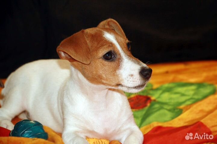 Коротколапая крошка от Чемпиона