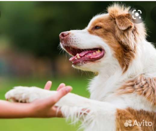 Передержка животных любого вида