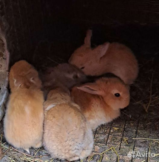 Продам кроликов