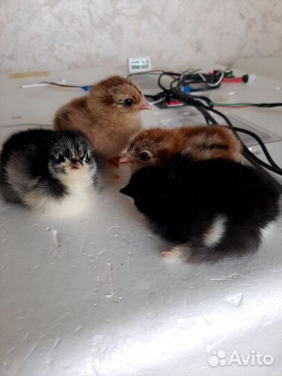 Цыплята породы брама