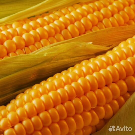 Семена гибрида кукурузы оптом