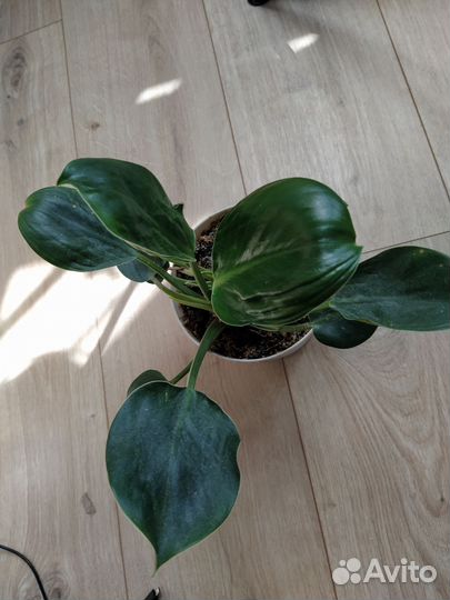 Филодендрон Грин принцесс