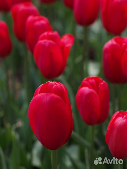 Тюльпаны луковицы