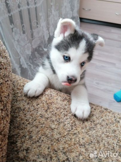 Передержка домашних животных