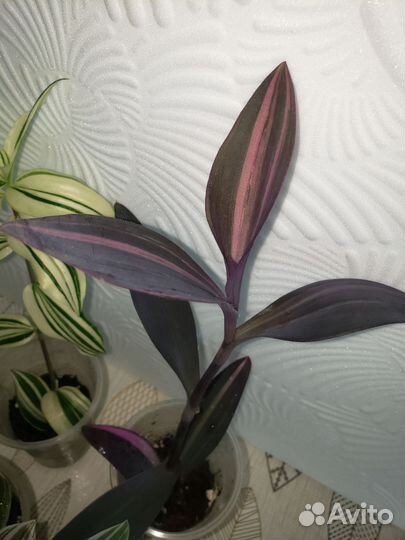 Традесканции