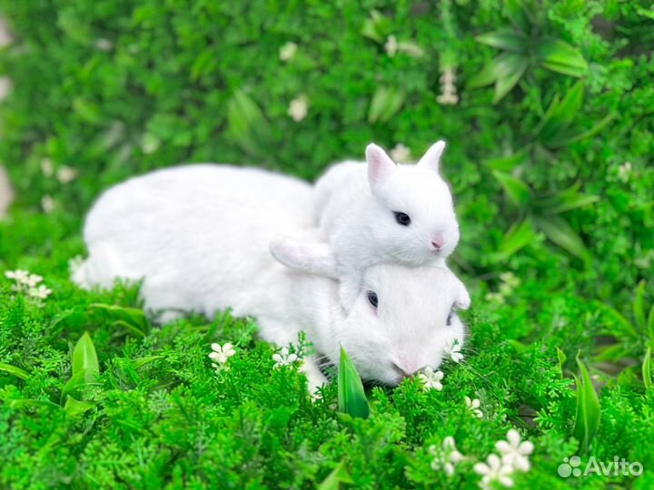 Мини карликовый кролик - самый маленький в мире