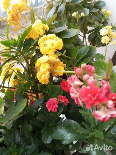 Каланхоэ Каландива