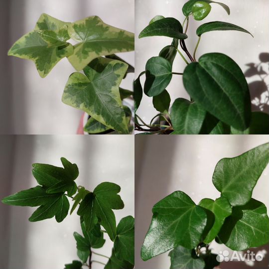 Плющ/Хедера