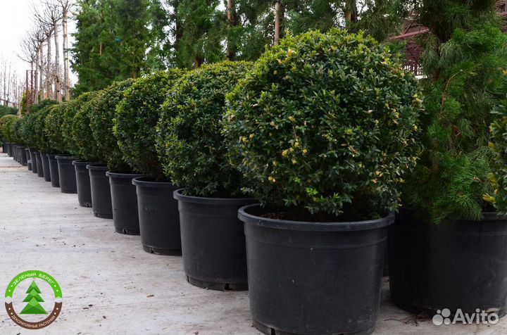 Самшит укорененный высокого качества