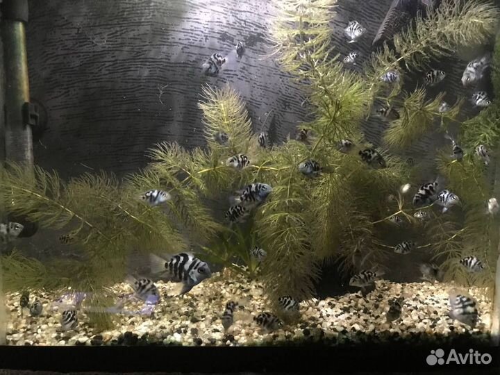 Аквариумные рыбки