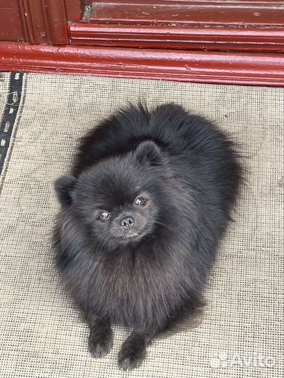 Шпиц померанский мини сука ищет мужа