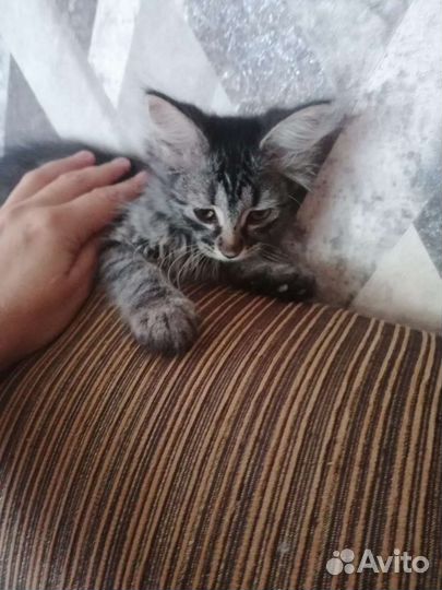 Котята бесплатно