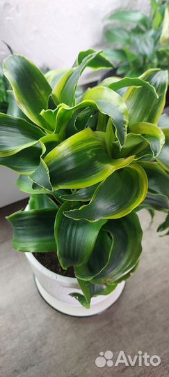 Драцена кудрявая