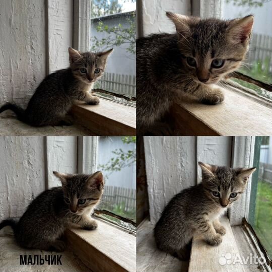 Котята ищут дом
