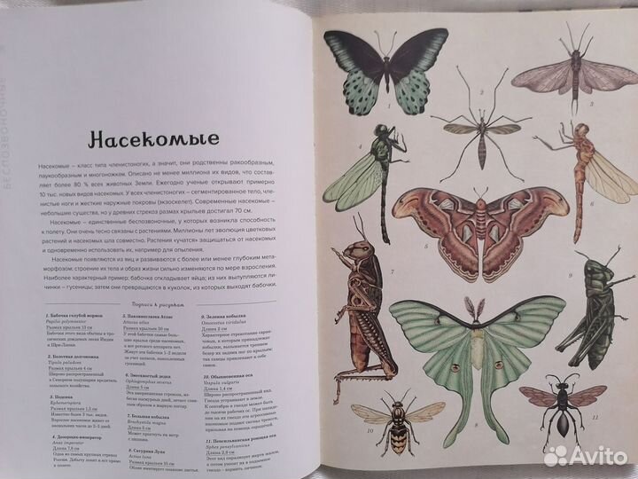 Анималиум. Книга про животный мир