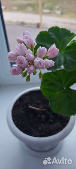 Пеларгония Emma fran bengtsbo герань сортовая