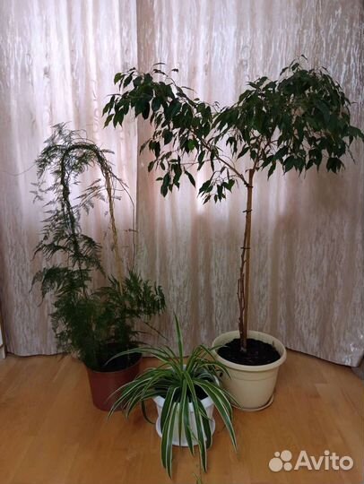 Продам цветы(1 лотом)