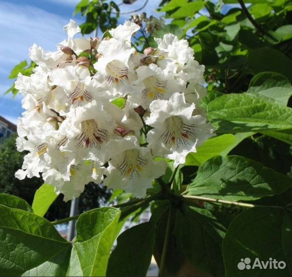 Катальпа прекрасная, саженцы 1 год, несколько