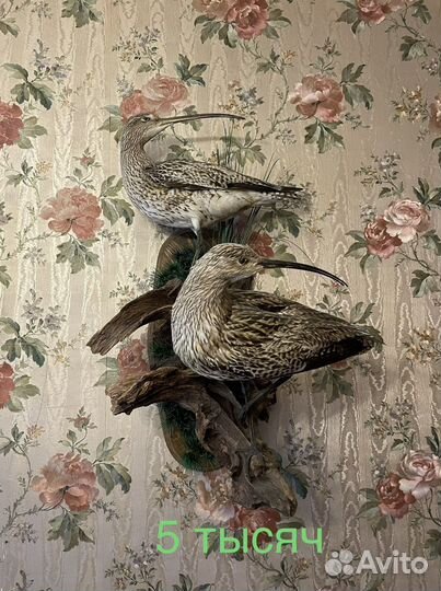 Чучела птиц