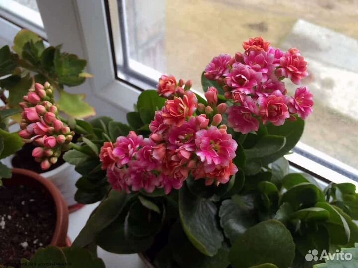 Каланхоэ цветущий