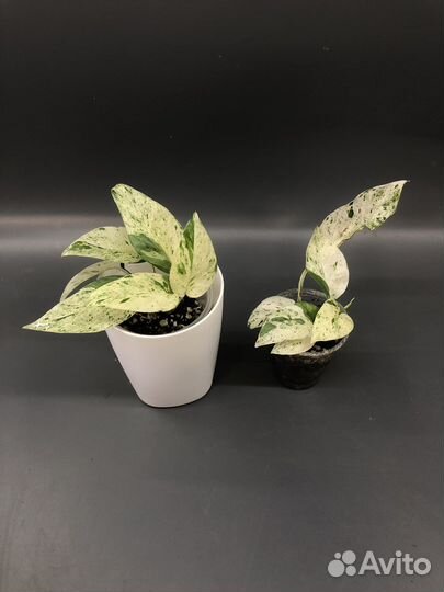 Сингониум, Эпик Пиннатум Вайт Марбл