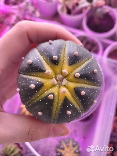 Зарубежные