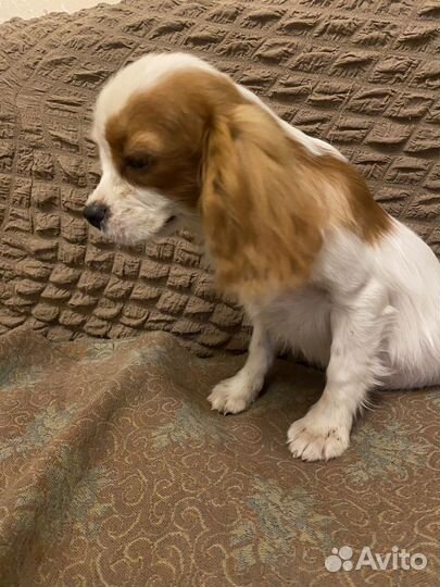 Кавалер Кинг Чарльз спаниель