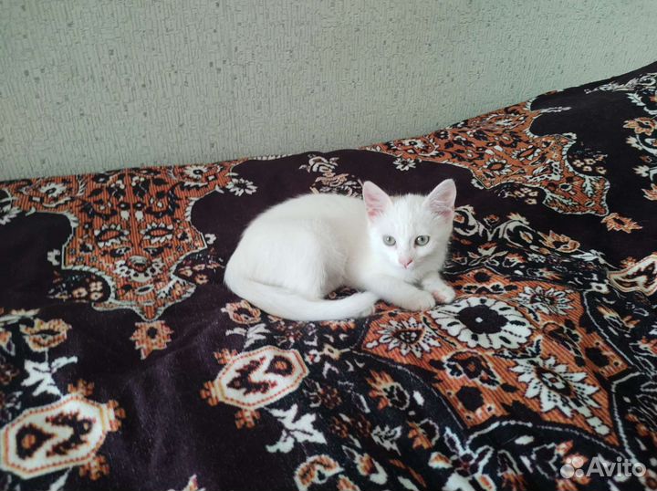 Кошки бесплатно