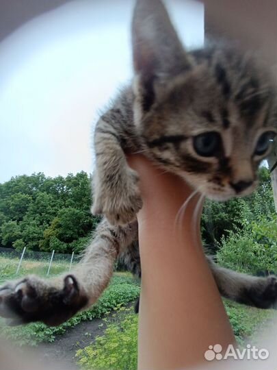 Коты и кошки
