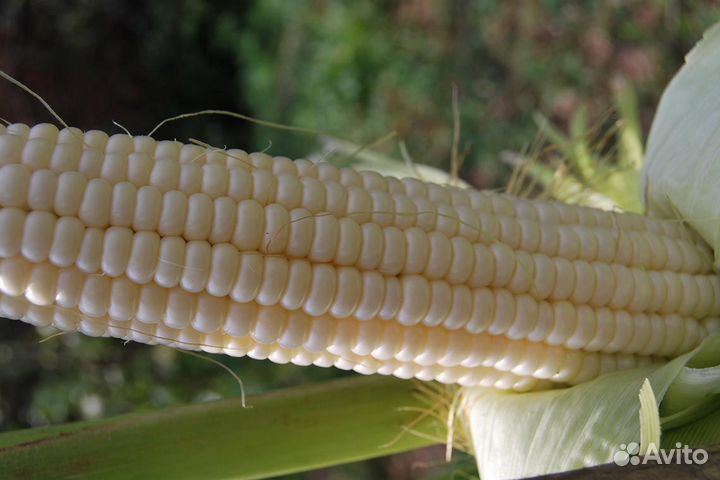 Семена кукурузы