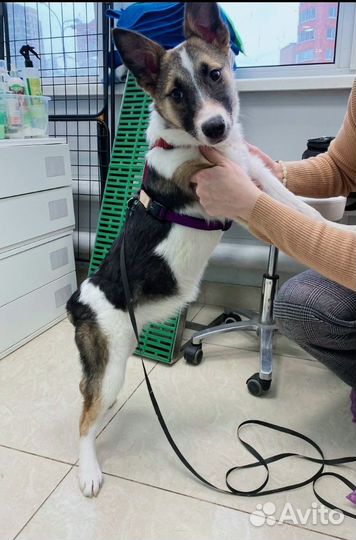 Щенок девочка Мируся