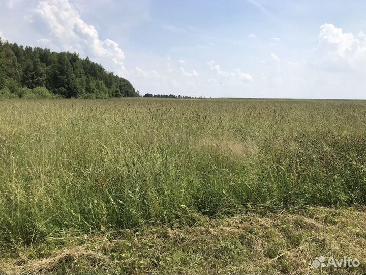 Продаю Сено