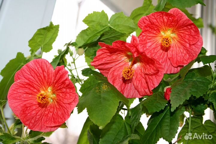 Абутилон Пьер, Мегапотамский