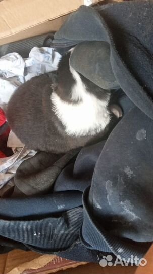 Собаки не для пиара