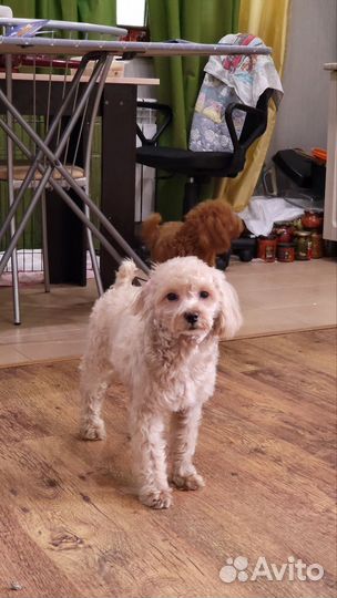 Собака мальтипу 6 мес девочка