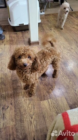 Собака мальтипу 6 мес девочка