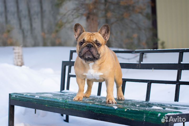 Французский бульдог щенки